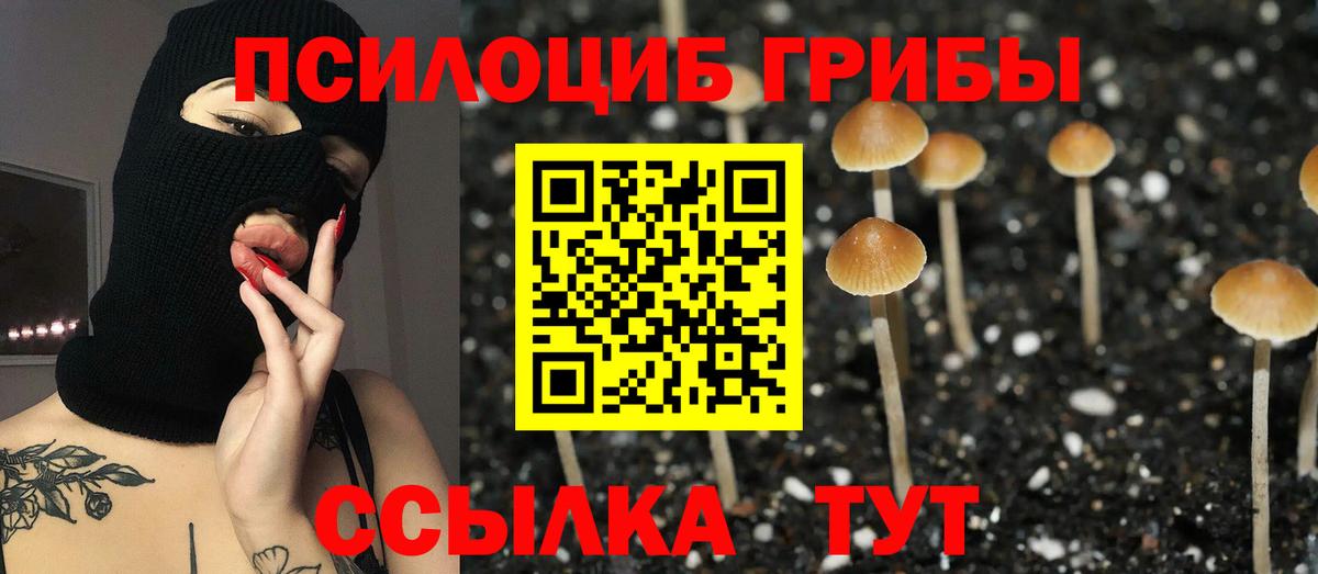 Галлюциногенные грибы Psilocybe Ногинск